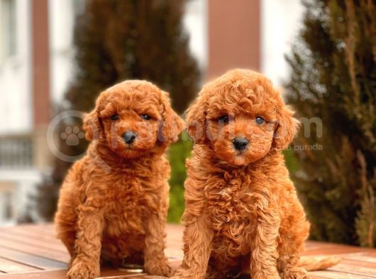 Toy Poodle Yavrular görsel