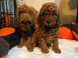 Toy Poodle Yavrular