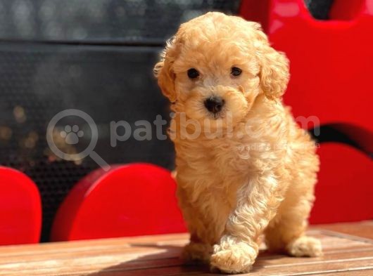 Toy Poodle Yavrular görsel