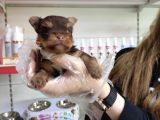 Sıfır Numara Teacup Yorkshi̇re Terri̇er Irk Garanti̇li̇