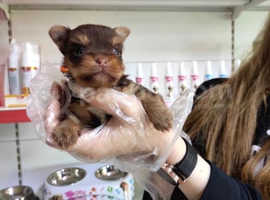 Sıfır Numara Teacup Yorkshi̇re Terri̇er Irk Garanti̇li̇ görsel
