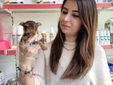 Sıfır Numara Teacup Yorkshi̇re Terri̇er Irk Garanti̇li̇