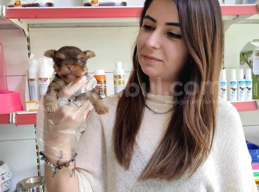 Sıfır Numara Teacup Yorkshi̇re Terri̇er Irk Garanti̇li̇ görsel