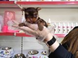 Sıfır Numara Teacup Yorkshi̇re Terri̇er Irk Garanti̇li̇
