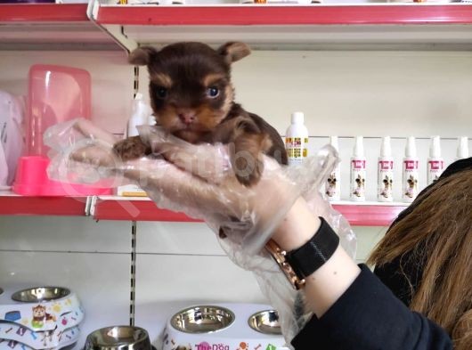 Sıfır Numara Teacup Yorkshi̇re Terri̇er Irk Garanti̇li̇ görsel