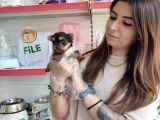 Sıfır Numara Teacup Yorkshi̇re Terri̇er Irk Garanti̇li̇