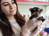 Sıfır Numara Teacup Yorkshi̇re Terri̇er Irk Garanti̇li̇
