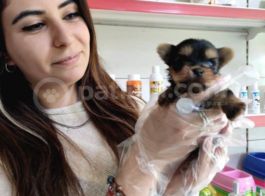 Sıfır Numara Teacup Yorkshi̇re Terri̇er Irk Garanti̇li̇ görsel