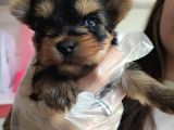 Sıfır Numara Teacup Yorkshi̇re Terri̇er Irk Garanti̇li̇