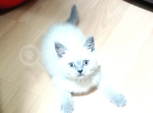 A Kali̇teli̇ Bri̇tish Shorthai̇r görsel
