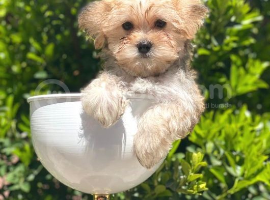 Irkının En İyisi Safkan Morkie Yavrularımız görsel