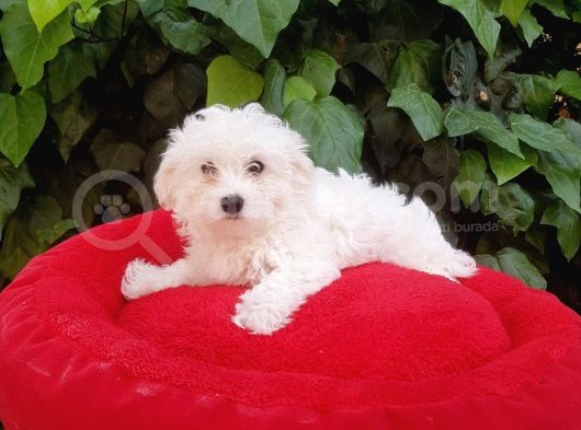 70 Günlük Show Kalite Maltese Terrier Yavrular görsel