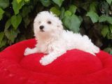 70 Günlük Show Kalite Maltese Terrier Yavrular