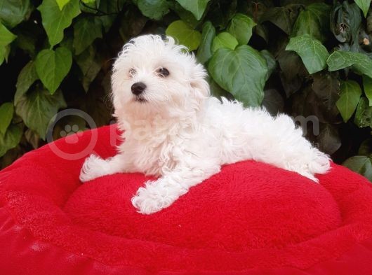 70 Günlük Show Kalite Maltese Terrier Yavrular görsel