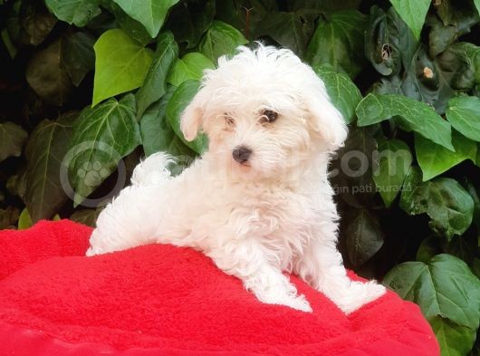 70 Günlük Show Kalite Maltese Terrier Yavrular görsel