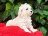 70 Günlük Show Kalite Maltese Terrier Yavrular