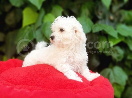 70 Günlük Show Kalite Maltese Terrier Yavrular görsel