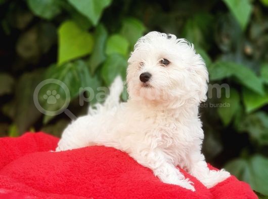 70 Günlük Show Kalite Maltese Terrier Yavrular görsel
