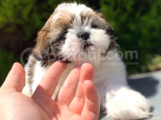 Irk Ve Sağlık Garantili Shih Tzu Yavrularımız görsel