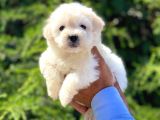 Yavru Maltipoo