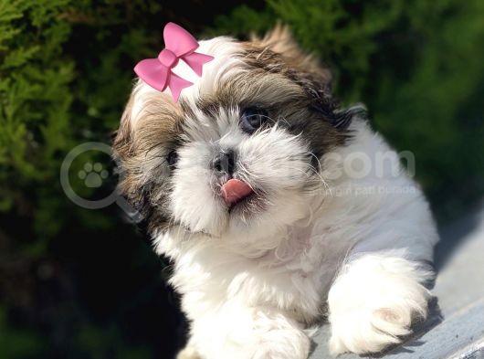 Irk Ve Sağlık Garantili Shih Tzu Yavrularımız