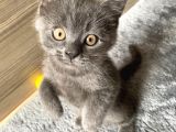 Safkan Bri̇ti̇sh Yavrularımız Tesli̇me Hazır