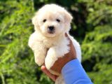 Yavru Maltipoo