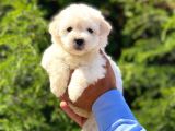 Yavru Maltipoo