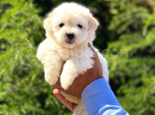 Yavru Maltipoo görsel