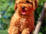 3 Aylık Erkek Red Toy Poodle Yavrumuz
