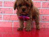 Safkan Toy Poodle Yavrularımız
