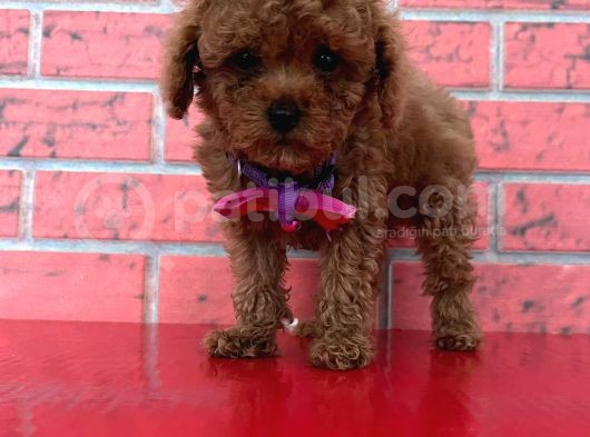 Safkan Toy Poodle Yavrularımız görsel