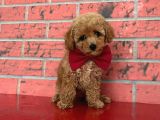 Safkan Toy Poodle Yavrularımız