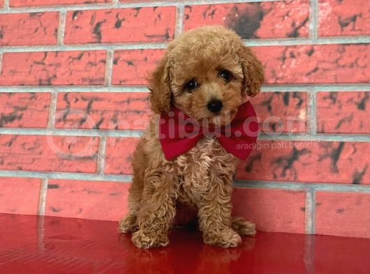 Safkan Toy Poodle Yavrularımız görsel