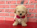 Safkan Toy Poodle Yavrularımız