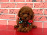 Safkan Toy Poodle Yavrularımız