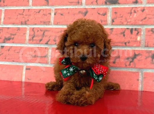 Safkan Toy Poodle Yavrularımız