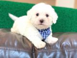 Yavru Maltipoo