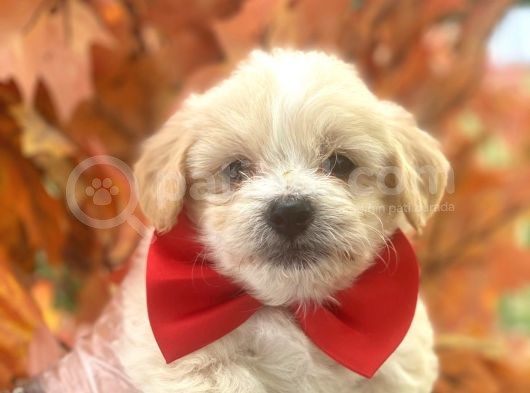 Sevimli Maltipoo Bebekler görsel