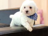 Yavru Maltipoo
