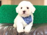 Yavru Maltipoo