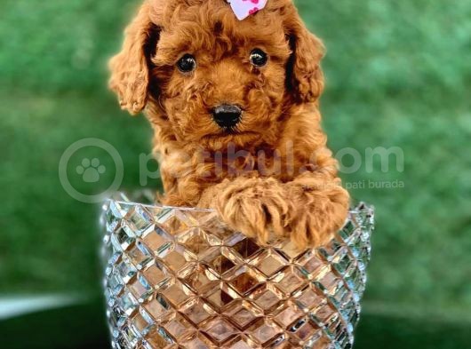 Toy Poodle Yavrular (Red, Red Brown, Apricot, Silver, Siyah) görsel