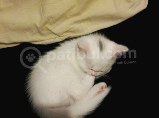 British Ve Chinchilla Karışımı Yavru görsel