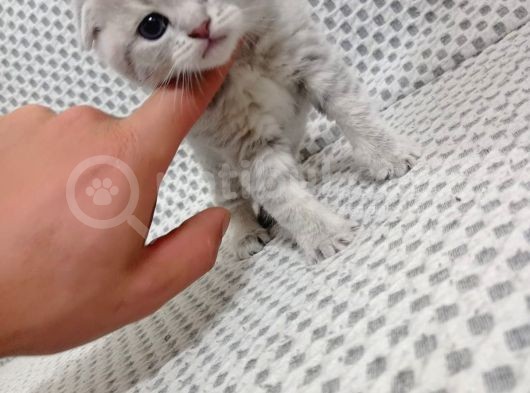 Sevimli Yavrularımız Yeni Sahiplerini Arıyor görsel