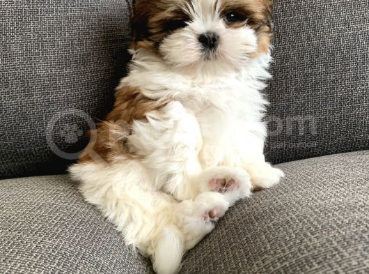 Irkının En İyisi Safkan Shih Tzu Yavrularımız görsel