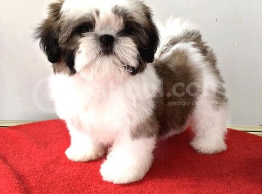 Irk Ve Sağlık Garantili Shih Tzu Yavrularımız