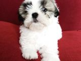 Safkan A Kalite Shih Tzu Yavrularımız