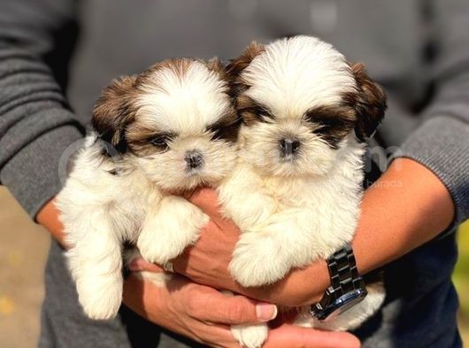 Safkan A Kalite Shih Tzu Yavrularımız görsel
