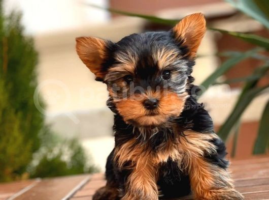 Mini Yorkshire Terrier Yavrular görsel
