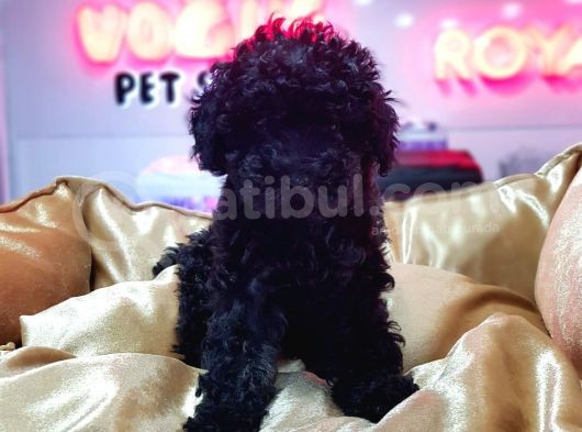 Black Toy Poodle Yavrular görsel